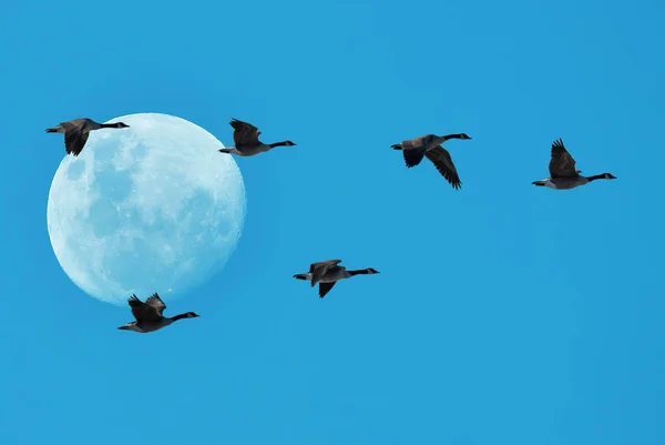 Symmetric V-shaped flight formation of flights of geese over clear sky