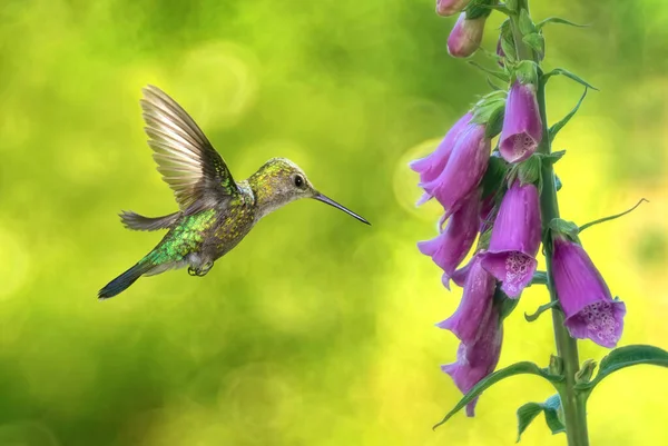 Apró Kolibri Fényes Nyári Háttér Koncepció Természet — Stock Fotó