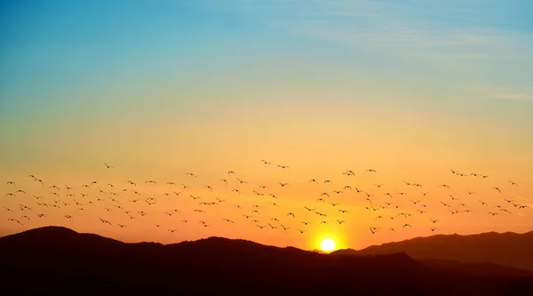 Pájaros Volando Contra Atardecer Concepto Ecología Vista Panorámica — Foto de Stock