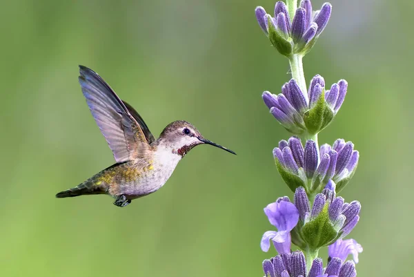 Hummingbird Hovering Close Purple Flowering Plant Concept Natur — Zdjęcie stockowe