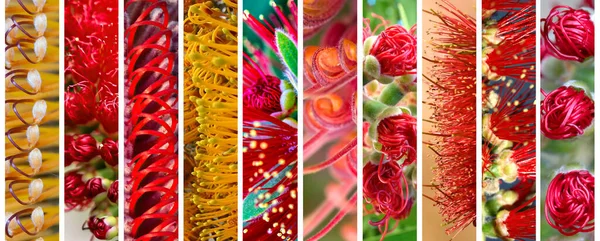 Bright Beautiful Australian Native Plants Blossom — Stock Photo, Image