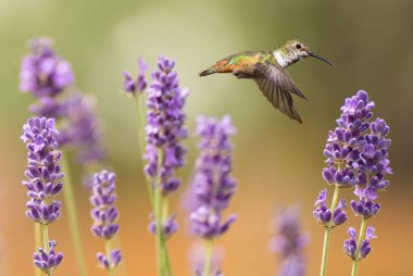 Minik sinekkuşu yazın parlak arka plan doğa kavramı 
