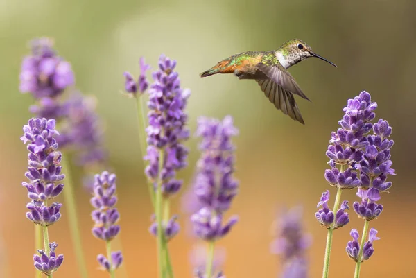 Minik sinekkuşu yazın parlak arka plan doğa kavramı 