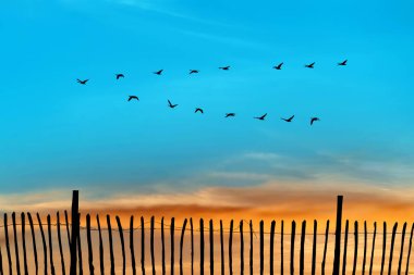Flying birds on sunset or sunrise natural background environment or ecology concept clipart