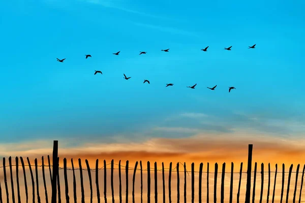 Flying birds on sunset or sunrise natural background environment or ecology concept