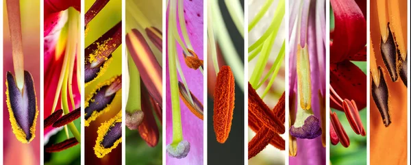 Lilies Genus Herbaceous Flowering Plants Growing Bulbs Large Prominent Flowers — Stock Photo, Image