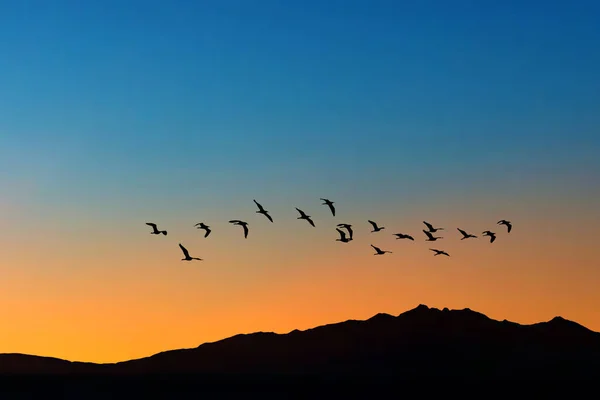 Fåglar Som Flyger Mot Kväll Sunset Miljö Eller Ekologi Koncept — Stockfoto