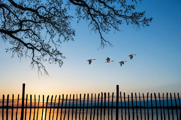 Flying birds on sunset or sunrise natural background environment or ecology concept