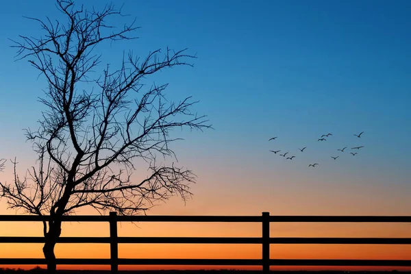 Flying birds on sunset or sunrise natural background environment or ecology concept