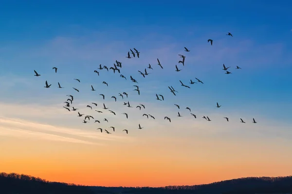 Ptáci Letící Proti Večerní Červánky Prostředí Nebo Ekologie Koncepce — Stock fotografie