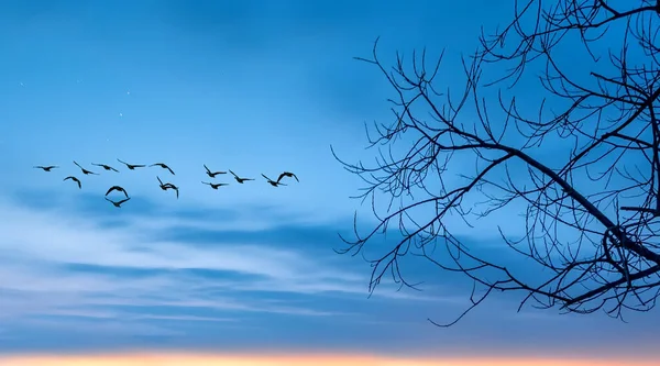 Fliegende Vögel Bei Sonnenuntergang Oder Sonnenaufgang Natürliche Umgebung Oder Ökologisches — Stockfoto