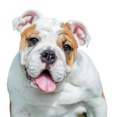 İngilizce bulldog izole beyaz zemin üzerine