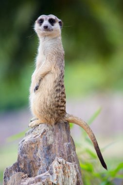 meerkat duran taş