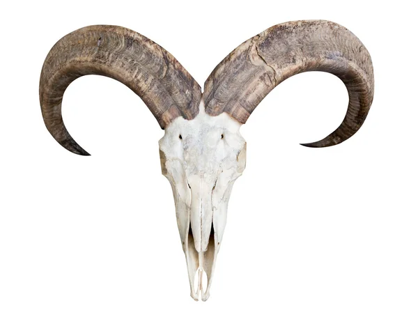 Skull of barbary sheep — Stock Photo, Image