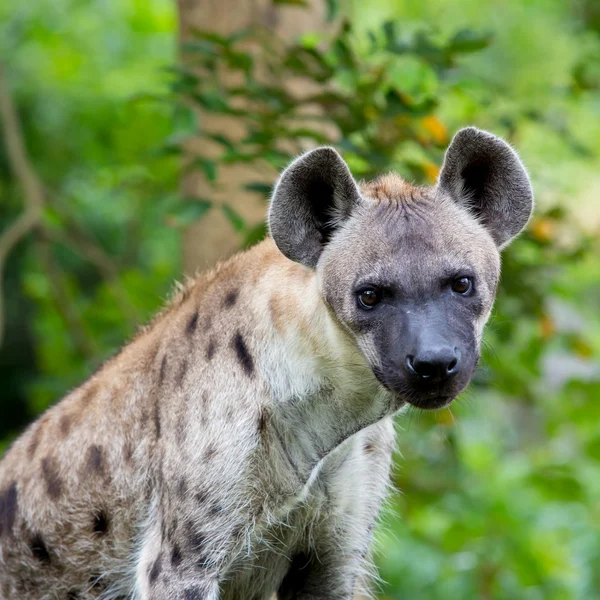 Hyena — Stockfoto