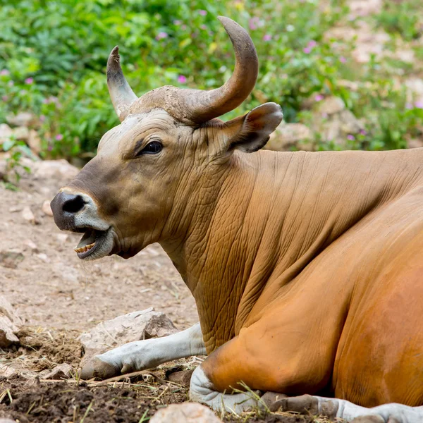 Banteng, red bull in rainforest of Thailand. — Stock Photo, Image
