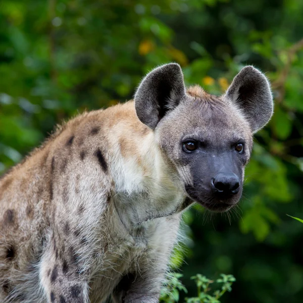 Hyena — Stockfoto