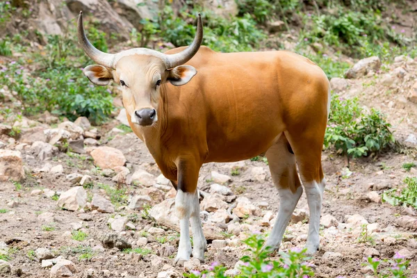 Banteng, red bull in rainforest of Thailand. — Stock Photo, Image