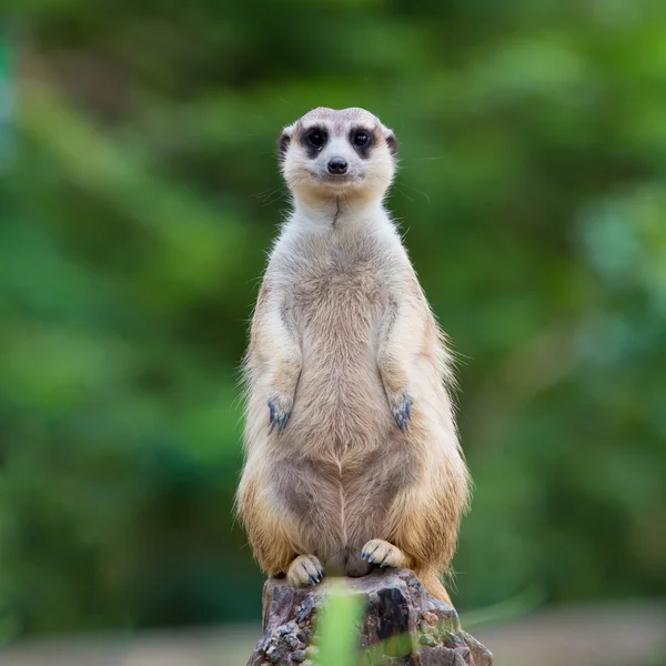 Meerkat de pie sobre la piedra —  Fotos de Stock