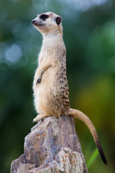 Meerkat στέκεται στην πέτρα — Φωτογραφία Αρχείου