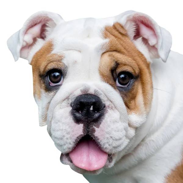 English bulldog — Stock Photo, Image