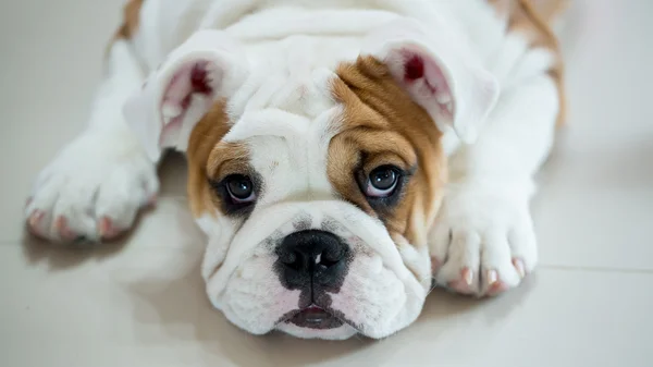 English bulldog — Stock Photo, Image