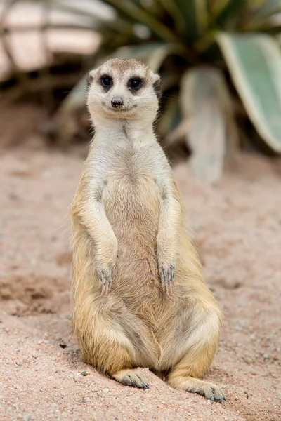 Meerkat. — Fotografia de Stock