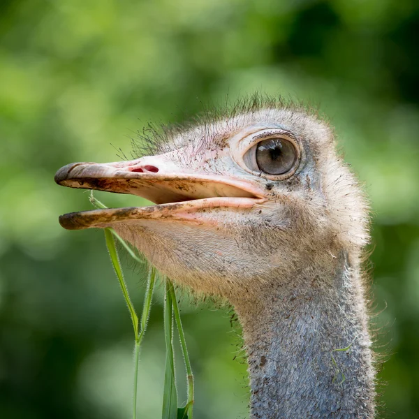 Primer plano de la cabeza de avestruz — Foto de Stock