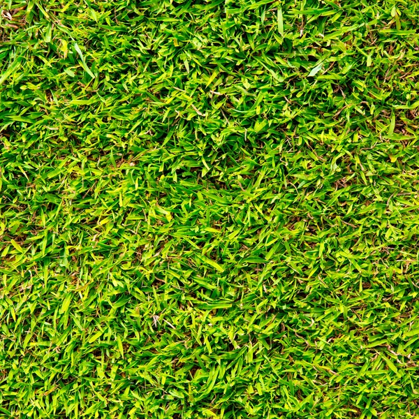 Πράσινο γρασίδι υφή φόντου. — Φωτογραφία Αρχείου