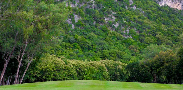 Árboles verdes en el parque — Foto de Stock