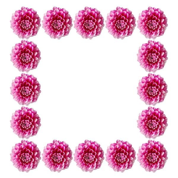 Pink flowers frameisolated on white background. — Stock Photo, Image