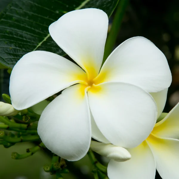 White and yellow frangipani flowers — Stock Photo, Image