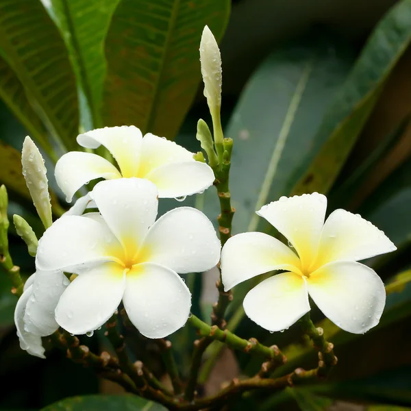 Frangipani biało -żółte kwiaty — Zdjęcie stockowe