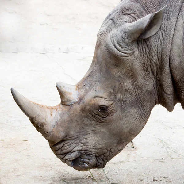 Um rinoceronte de um zoológico da Tailândia — Fotografia de Stock