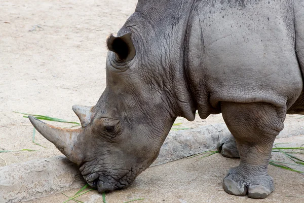 A rhino from a zoo of thailand — Stock Photo, Image