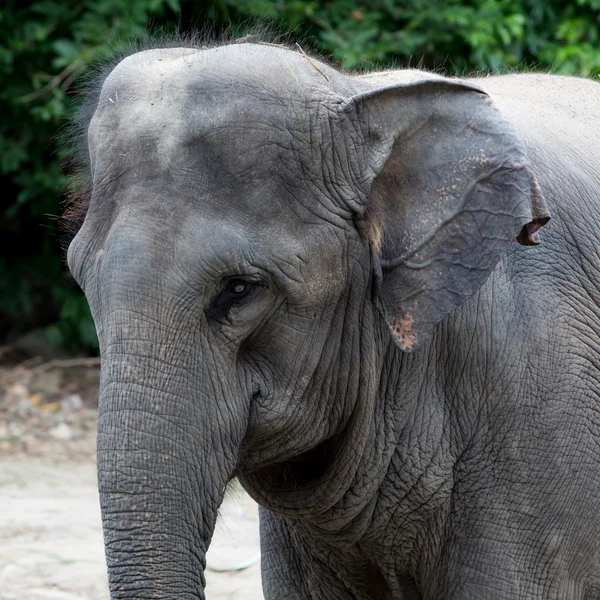 Éléphants en Thaïlande — Photo