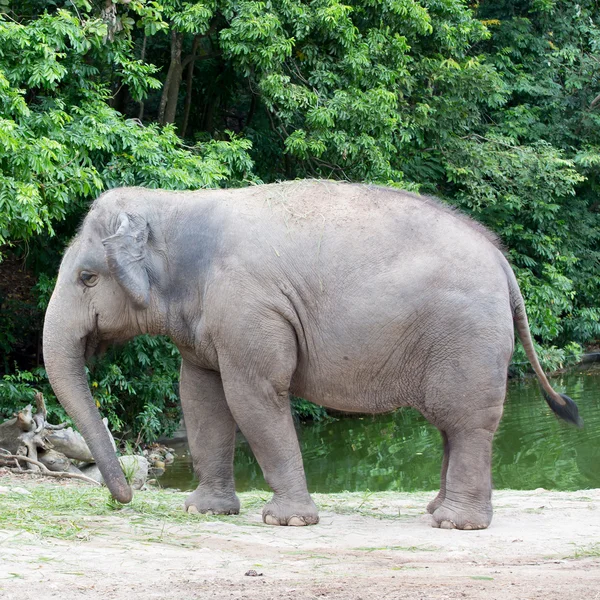Éléphants en Thaïlande — Photo
