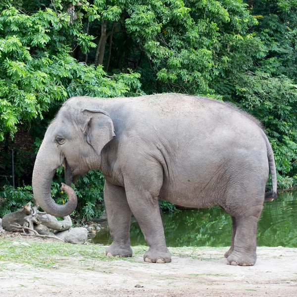 Éléphants en Thaïlande — Photo