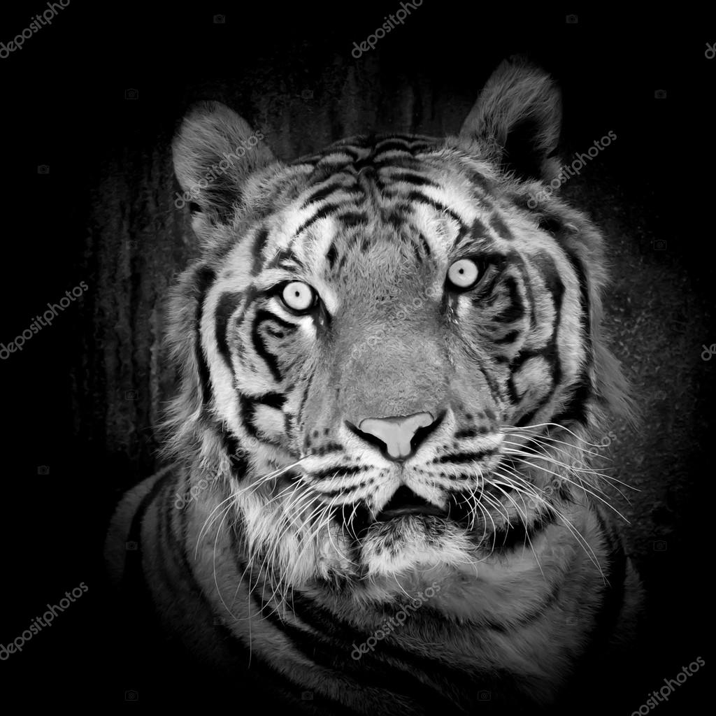 White tiger — Stock Photo © piyagoon 32252579
