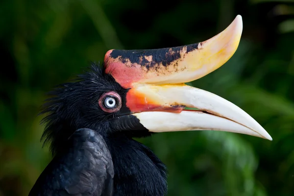 Dzioborożec mowy nosorożców macierzystego do borneo w profilu — Zdjęcie stockowe