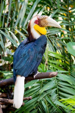 Wreathed Hornbill stand on the branch clipart
