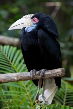 Şube kürsüye kapaksız Kartallar