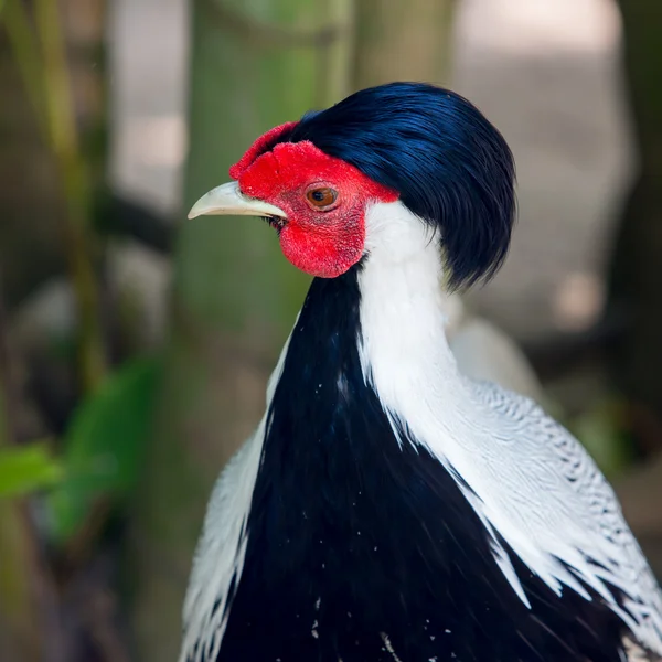 Siamese Haardplaat — Stockfoto