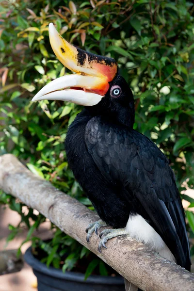 Inhöljda hornbill monter på grenen — Stockfoto