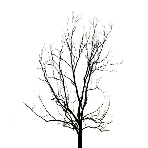 没有叶子的死树 — 图库照片
