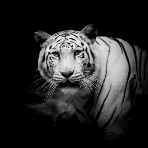Μαύρο & Λευκή τίγρη — Φωτογραφία Αρχείου