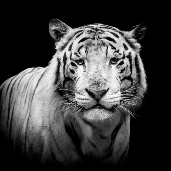 Tigre noir et blanc — Photo