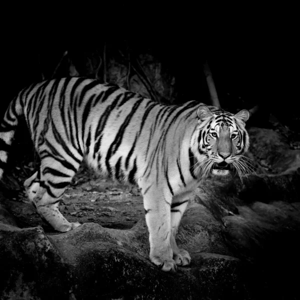 Tigre preto e branco — Fotografia de Stock