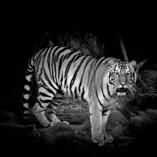 Zwarte & witte tijger — Stockfoto