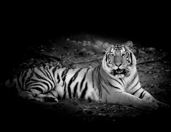 Μαύρο & Λευκή τίγρη — Φωτογραφία Αρχείου
